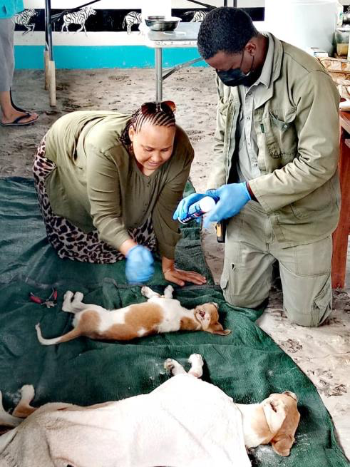 Natural Selection Participates in Wild Dog Conservation Project