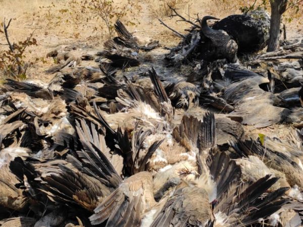 Vultures poisoned in Chobe National Park