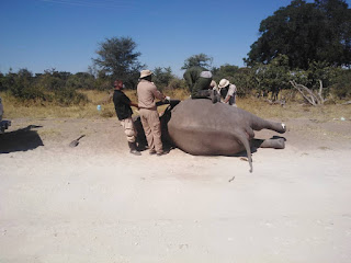 Botswana Mulls Wildlife Diseases surveillance programme